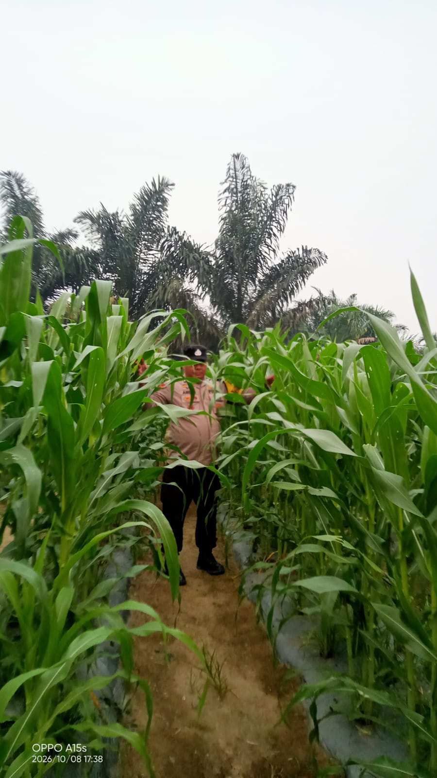 Jagung Pipil Tumbuh hingga 150 Sentimeter! Bhabinkamtibmas Polsek Minas Pantau Ketahanan Pangan di Mandiangin
