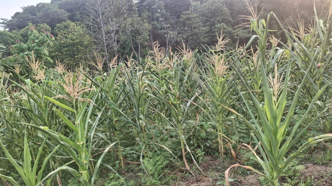 Tanaman Jagung Kuartal II di Minas Jaya Berusia 60 Hari, Sebagian Rusak Diserang Hama Monyet