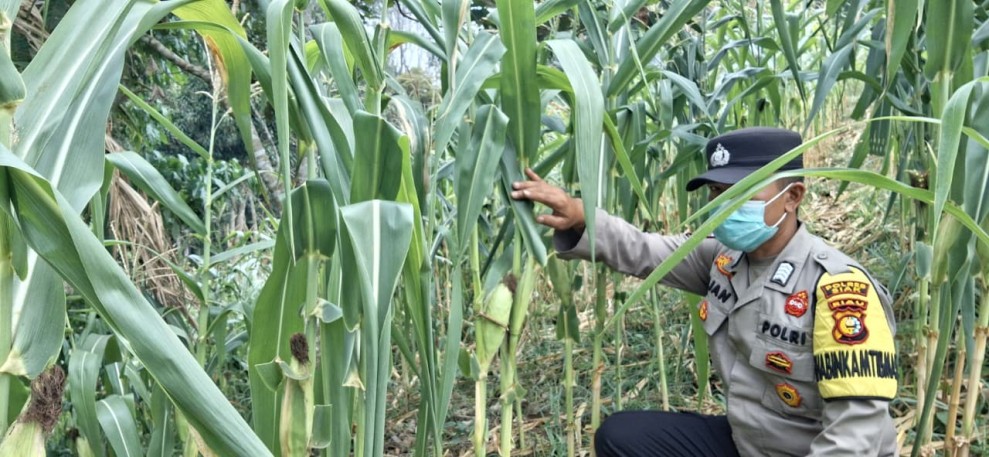 Bripka Elian Cek Perkembangan Jagung Ketahanan Pangan Nasional di Kelurahan Minas Jaya