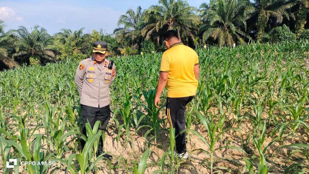Tanaman Jagung Mulai Diserang Ulat Daun, Kapolsek Minas Pastikan Perawatan Terus Dilakukan