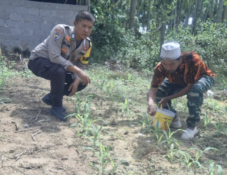 Bhabinkamtibmas Polsek Minas Rutin Cek Perkembangan Jagung Program Ketahanan Pangan Kuartal II di Minas Jaya