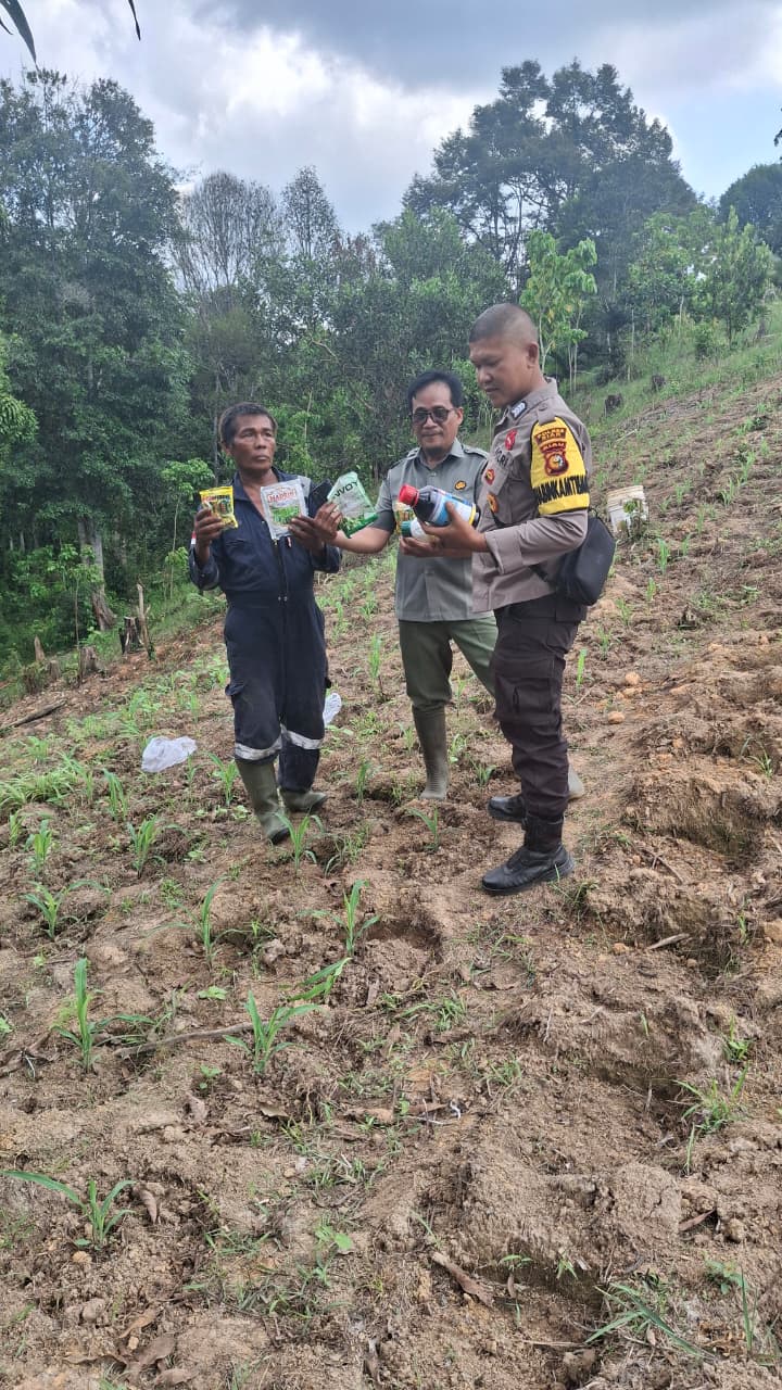 Polisi Pantau Perkembangan Jagung Program Ketahanan Pangan di Minas, Tanaman Berusia 16 Hari