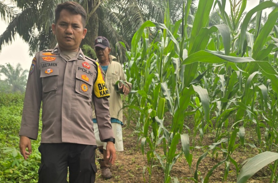 Usia 55 Hari, Tanaman Jagung Pipil di Minas Barat Tumbuh dengan Panjang Daun 80 Sentimeter