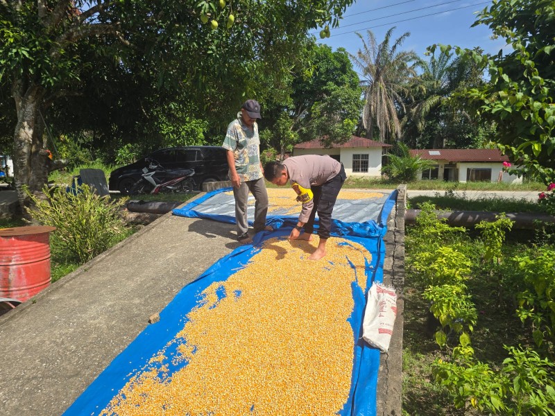 Penjemuran Hasil Panen Jagung Pipil di Minas Barat, Polisi Dukung Ketahanan Pangan Masyarakat