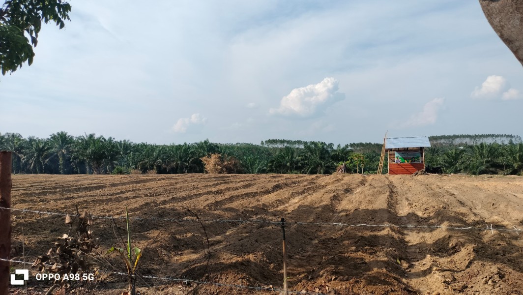 Polsek Minas Cek Calon Lahan Jagung Pipil 1,5 Hektare di Rantau Bertuah, Dukung Program Ketahanan Pangan Nasional