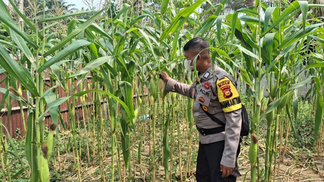 Pantau Ketahanan Pangan, Polsek Minas Cek Perkembangan Jagung 65 Hari di Minas Jaya