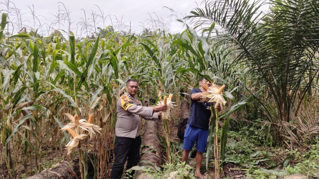 Bhabinkamtibmas Polsek Minas Cek Jagung Usia 97 Hari, Tanaman Tumbuh Subur dan Sebagian Siap Panen