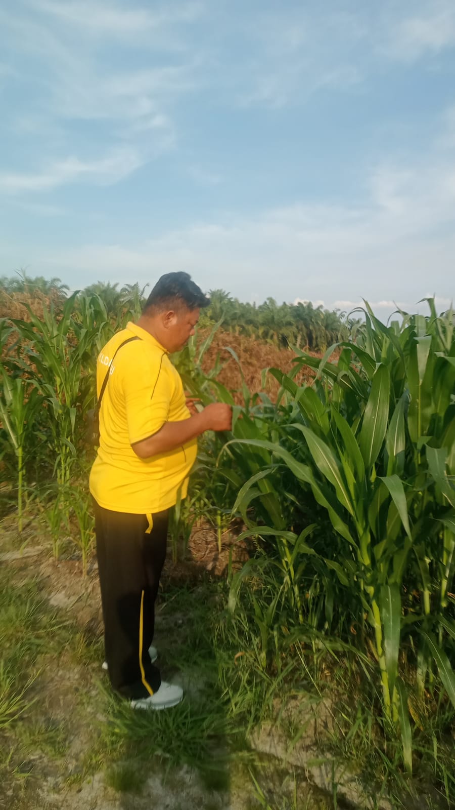 Polsek Minas Cek Perkembangan Jagung Pipil Usia 43 Hari di Lahan Ketahanan Pangan Kampung Mandiangin