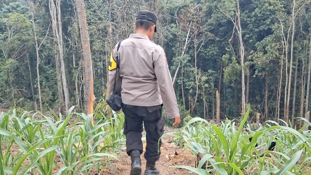 Bhabinkamtibmas Pantau Perkembangan Jagung Pipil di Minas Jaya, Tanaman Usia 32 Hari Tumbuh Subur
