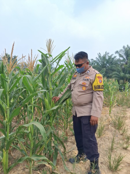 Bhabinkamtibmas Rantau Bertuah Cek Perkembangan Jagung Pipil, Dukung Ketahanan Pangan Nasional
