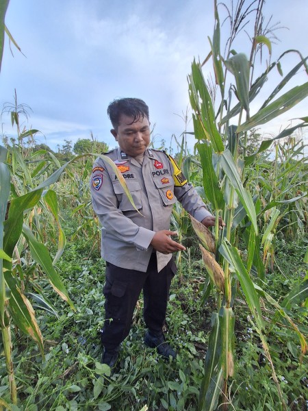 Bhabinkamtibmas Polsek Minas Cek Perkembangan Jagung Pipil Usia 101 Hari di Rantau Bertuah