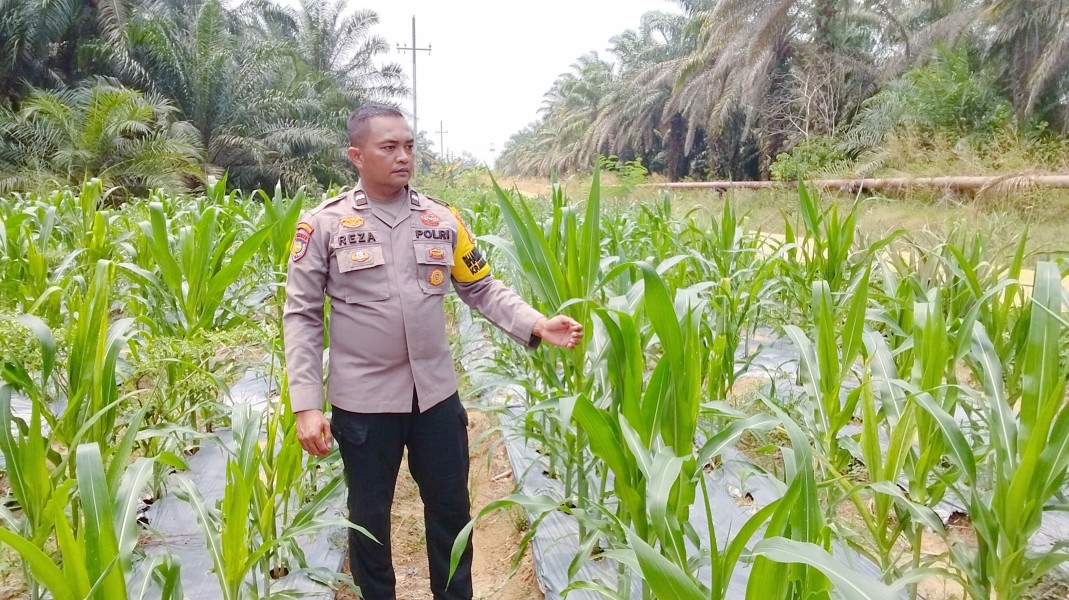 Bhabinkamtibmas Cek Perkembangan Jagung Pipil Usia 47 Hari di Minas Timur, Tanaman Tumbuh Baik