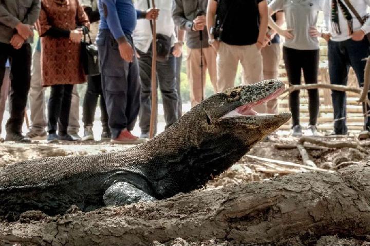 Sebab Pariwisata Berlebihan Mengancam Eksistensi Pulau Komodo
