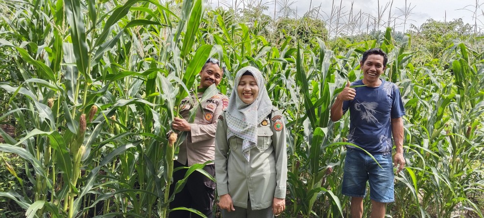 Polsek Minas Pantau Perkembangan Jagung Pipil, Tanaman Kelompok Tani Mekar Berseri di Minas Timur Tumbuh Optimal