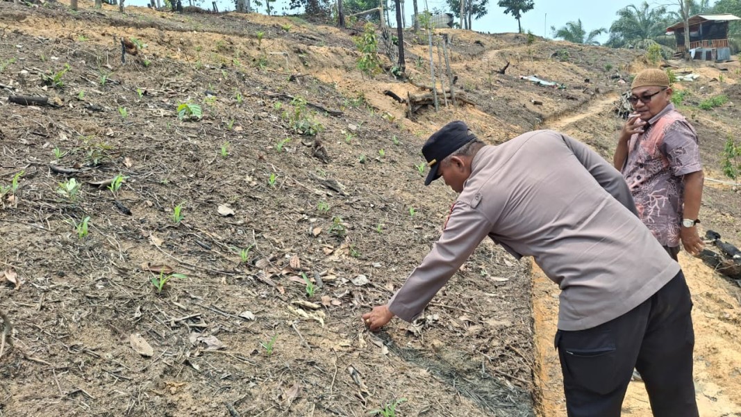Polsek Minas Cek Perkembangan Jagung Program Ketahanan Pangan Nasional di Minas Jaya, Tanaman Tumbuh Subur