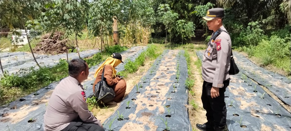 Ketahanan Pangan Jadi Fokus, Kapolsek Minas Monitoring Lahan Jagung Warga di Minas Timur