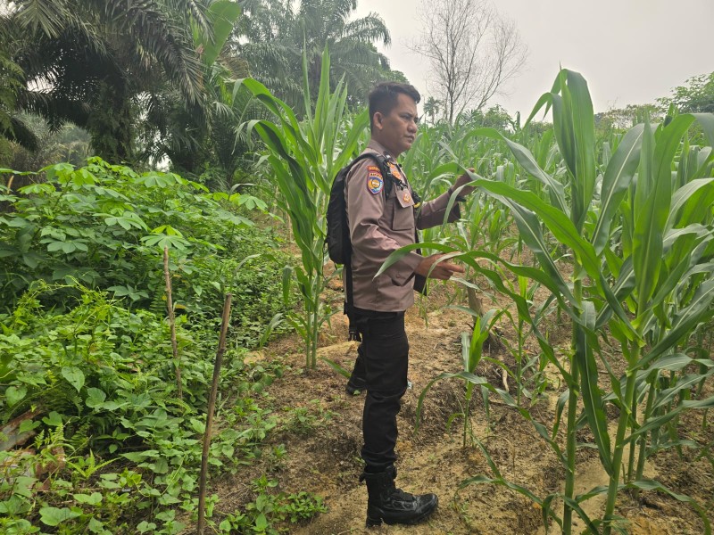 Polsek Minas Pantau Pertumbuhan Jagung Pipil Usia 60 Hari di Minas Barat