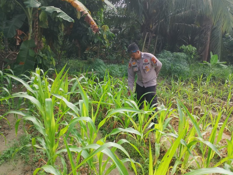 Jagung Program Ketahanan Pangan di Minas Jaya Berkembang Baik, Polsek Minas Lakukan Monitoring