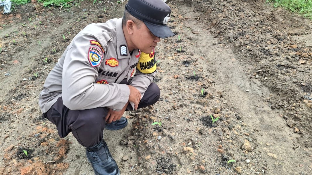 Bhabinkamtibmas Minas Jaya Cek Lahan Jagung Pipil Program Ketahanan Pangan Kuartal II