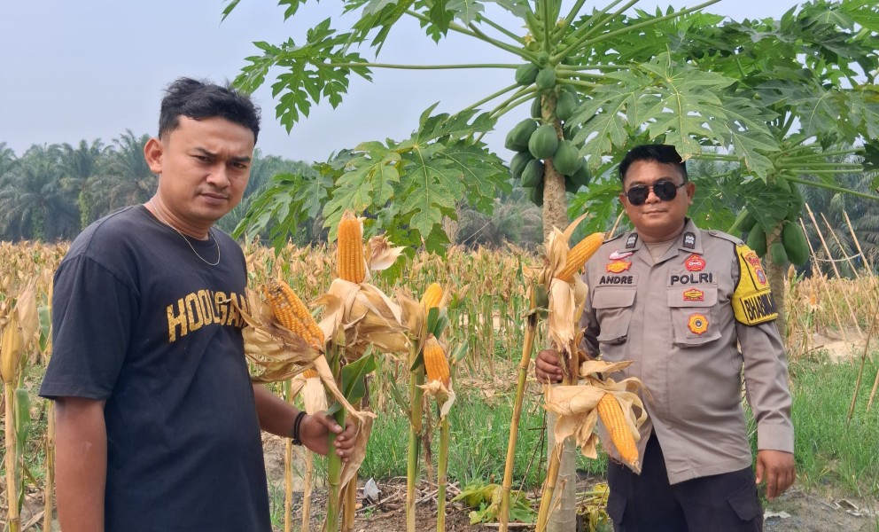 Polsek Minas Pantau Perkembangan Jagung Pipil Usia 106 Hari, Petani Bersiap Panen