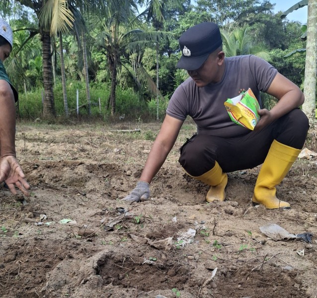 Dukung Ketahanan Pangan Nasional, Polsek Minas Tanam Bibit Jagung Pipil di Minas Jaya