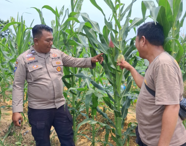 Tanaman Jagung di Rantau Bertuah Tumbuh Hingga 2 Meter, Mulai Berbunga dan Bertongkol