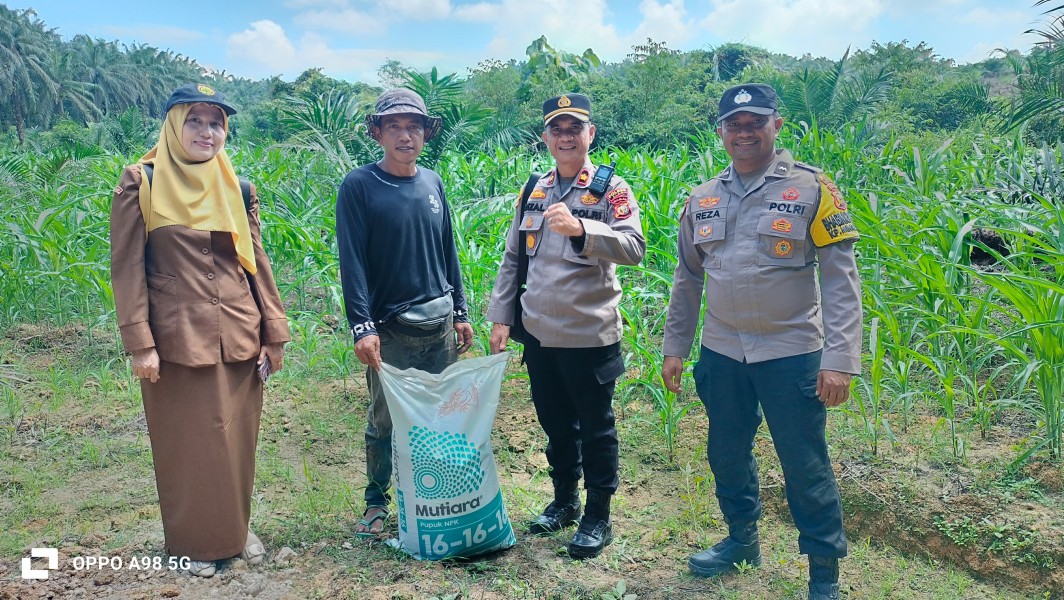 Sambangi Lahan Warga, Kapolsek Minas Pantau Langsung Perkembangan Program Ketahanan Pangan Dan Serahkan Bantuan Pupuk NPK
