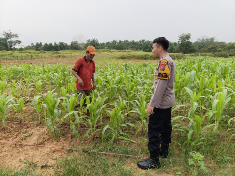 Polsek Pasir Penyu Dorong Warga Manfaatkan Lahan Pekarangan Untuk Dukung Ketahanan Pangan Nasional