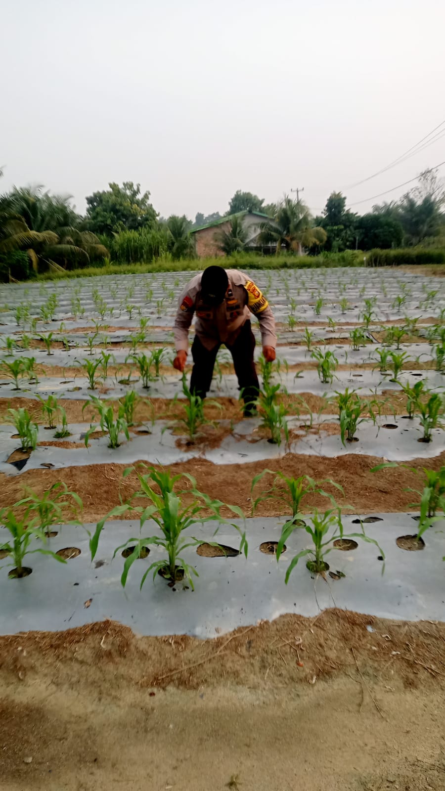 Bhabinkamtibma Polsek Minas Cek Perkembangan Jagung Pipil Usia 30 Hari di Kampung Mandiangin
