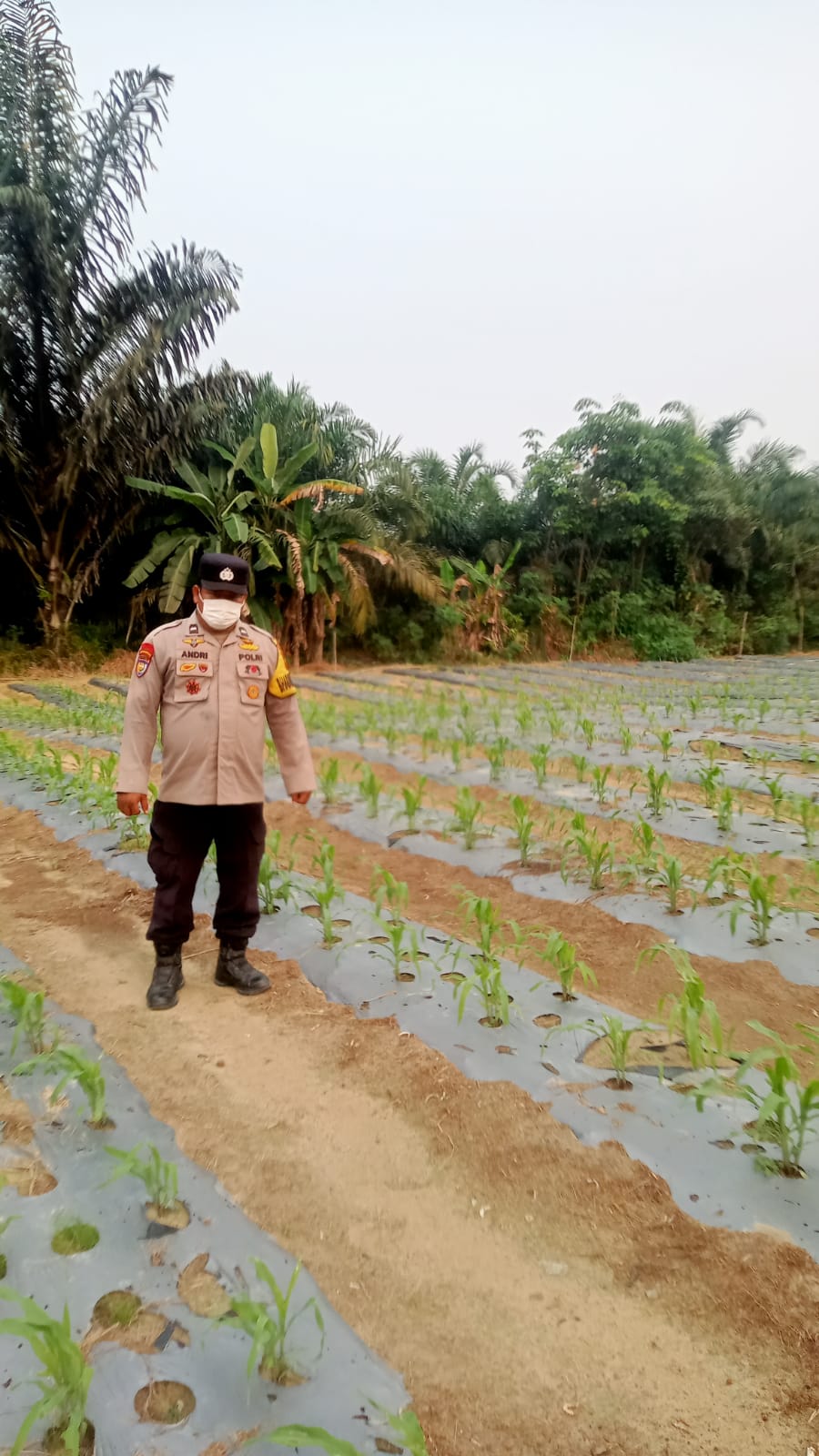 Bhabinkamtibmas Polsek Minas Pantau Pertumbuhan Jagung Pipil Usia 21 Hari di Kampung Mandiangin