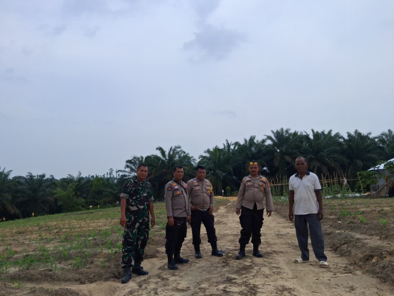 Personil Polsek Minas Cek Perkembangan Jagung Program Ketahanan Pangan di Kampung Rantau Bertuah