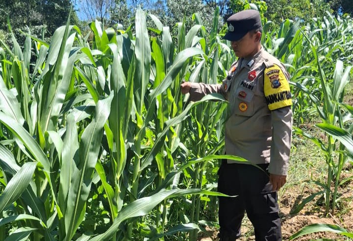 Polisi Cek Perkembangan Jagung Program Ketahanan Pangan di Minas Jaya, Usia Tanaman 47 Hari