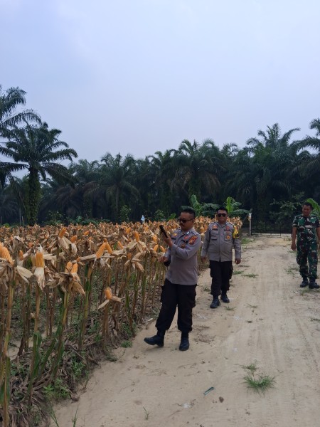 Usia 101 Hari, Tanaman Jagung Pipil di Kampung Rantau Bertuah Siap Dipanen