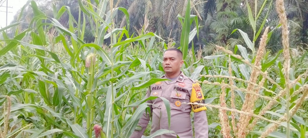 Usia Tanaman 79 Hari, Polsek Minas Cek Perkembangan Jagung Pipil di Minas Timur