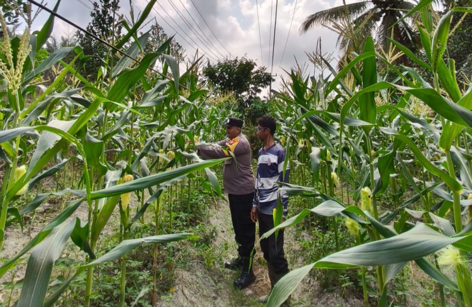 Dukung Ketahanan Pangan Nasional, Bhabinkamtibmas Polsek Pasir Penyu Ajak Warga Kembangkan Budidaya Jagung Manis