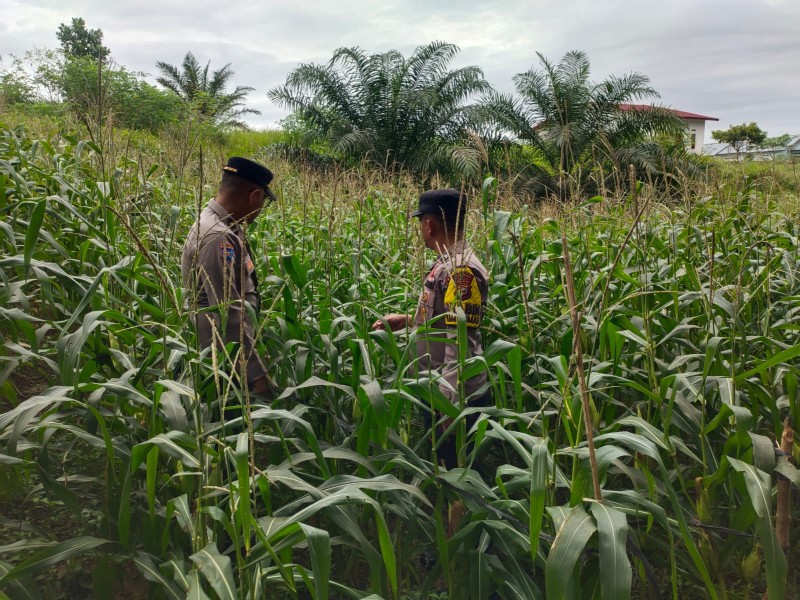 Polsek Minas Cek Perkembangan Program Ketahanan Pangan Jagung Pipil di Minas Barat