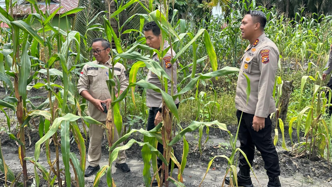 Panen Raya Jagung di Siak, Wadirbinmas Polda Riau Tegaskan Komitmen Dukung Ketahanan Pangan Nasional