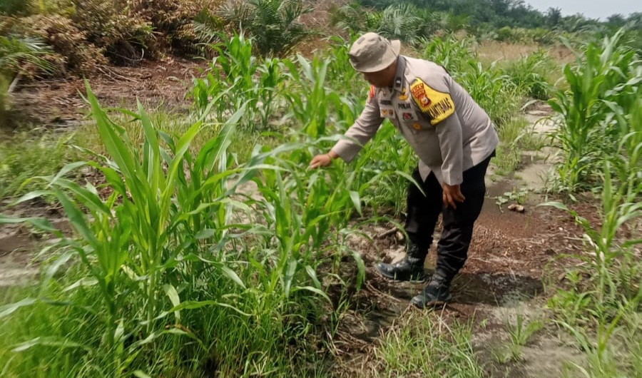 Polsek Minas Pantau Perkembangan Jagung Pipil Usia 51 Hari, Dukung Program Ketahanan Pangan Nasional