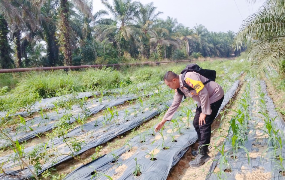 Polsek Minas Pantau Jagung Pipil Usia 25 Hari di Minas Timur, Tanaman Tumbuh Baik
