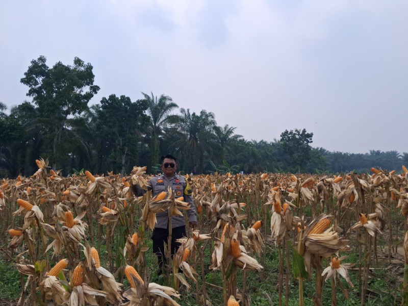 Jagung Pipil Usia 107 Hari Siap Panen, Polsek Minas Pantau Lahan Poktan Dahlia Kuning