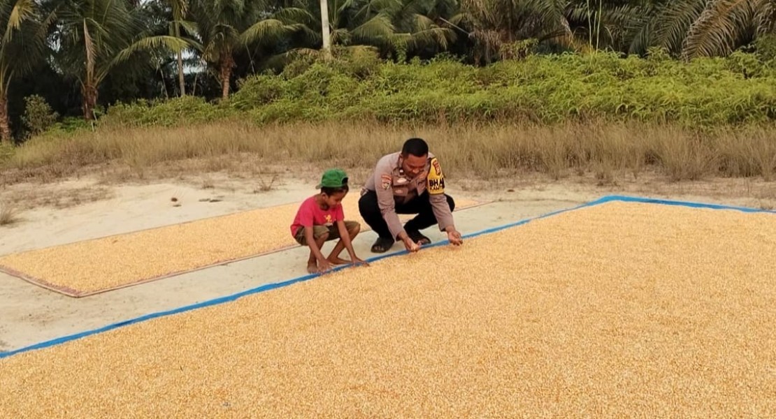 Bhabinkamtibmas Minas Timur Dampingi Penjemuran Jagung Hasil Panen Warga, Dukung Program Ketahanan Pangan Nasional