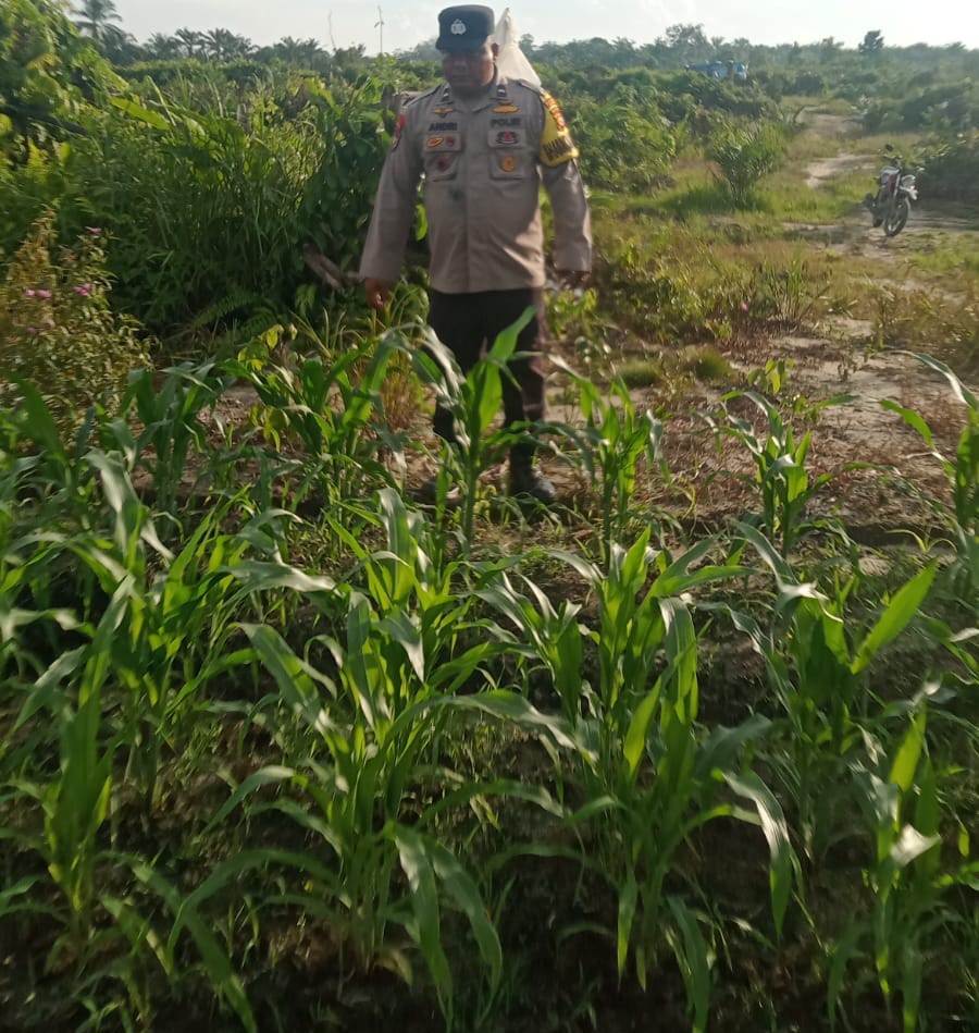 Polsek Minas Pantau Perkembangan Jagung Program Ketahanan Pangan Nasional, Kapolsek: Wujud Komitmen Dukung Swasembada Pangan