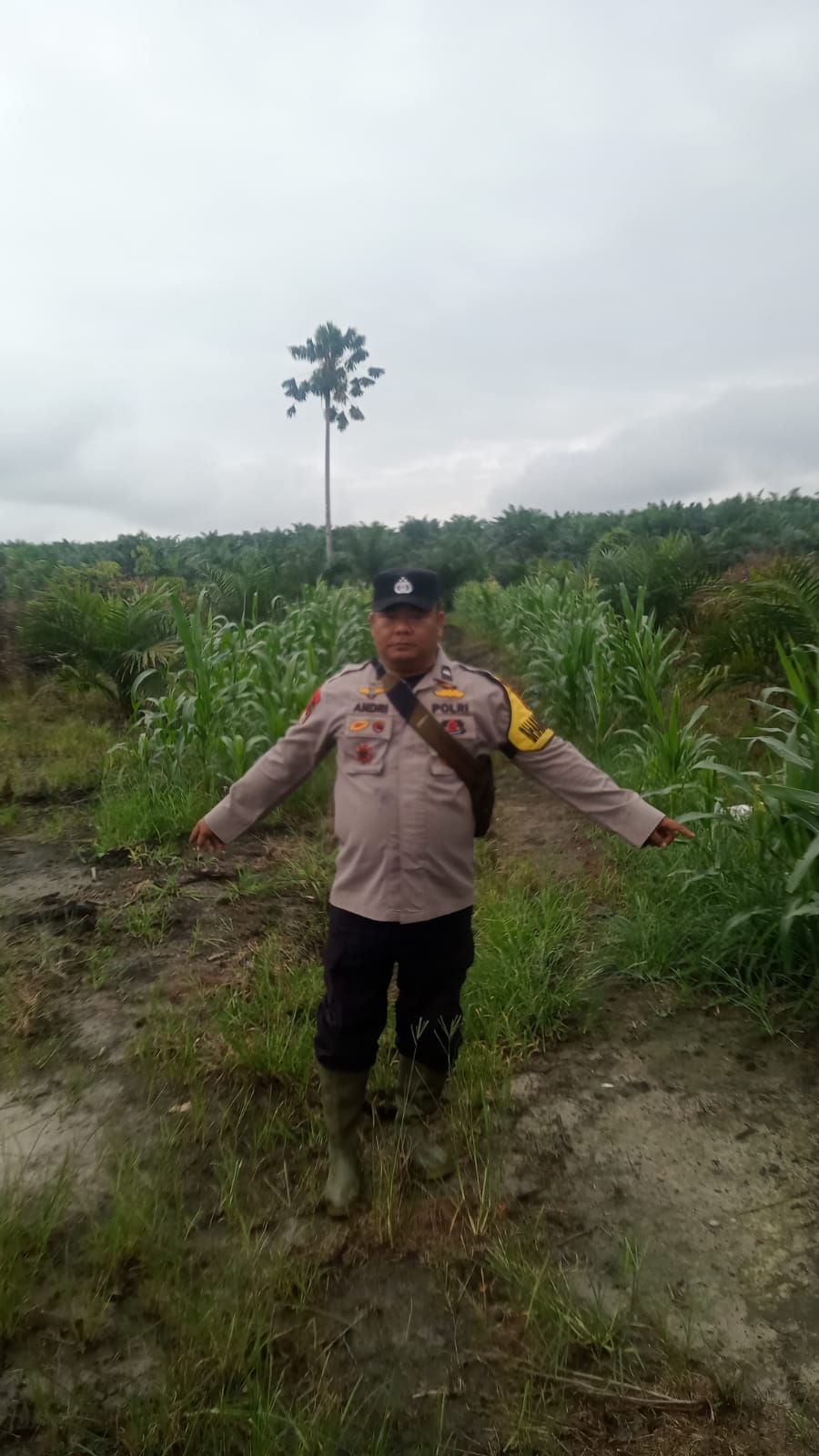 Polsek Minas Pantau Perkembangan Jagung Pipil Usia 94 Hari, Dukung Program Ketahanan Pangan Nasional