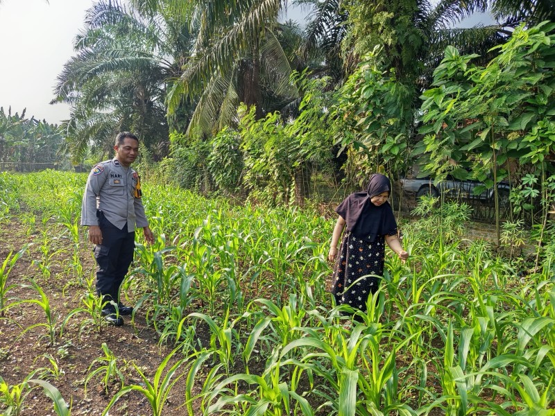 Bhabinkamtibmas Pasir Penyu Pantau Perkembangan Jagung Pipil, Tanaman Tumbuh Subur Dukung Swasembada Pangan 2026