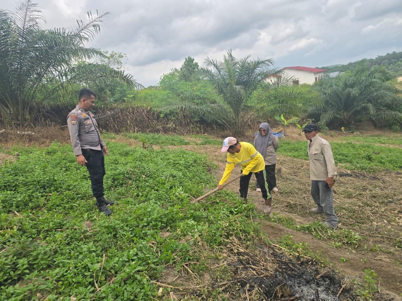 Polsek Minas Dampingi Kelompok Tani Bersihkan Lahan untuk Penanaman Jagung Kuartal Kedua