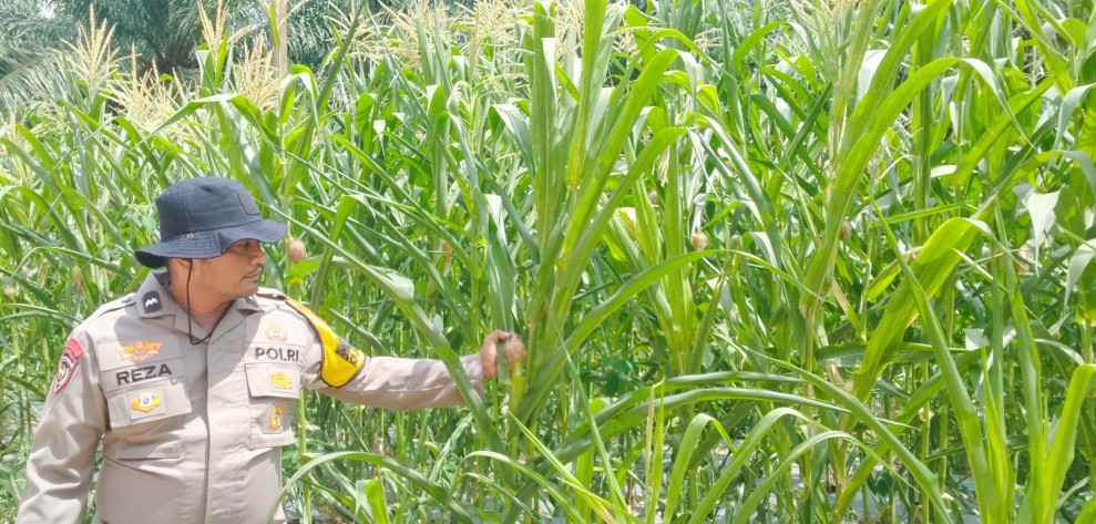 Bhabinkamtibmas Minas Timur Pantau Perkembangan Jagung Pipil, Kapolsek Minas: Ketahanan Pangan Harus Didukung Bersama