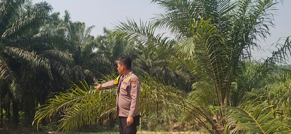 Polsek Minas Dorong Ketahanan Pangan Nasional, Lahan Jagung ½ Hektare Disiapkan untuk Kuartal Kedua