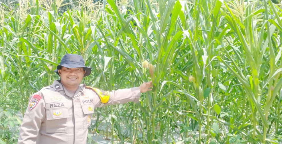 Tanaman Jagung Berkembang Positif, Polsek Minas Perkuat Pendampingan Program Ketahanan Pangan Nasional