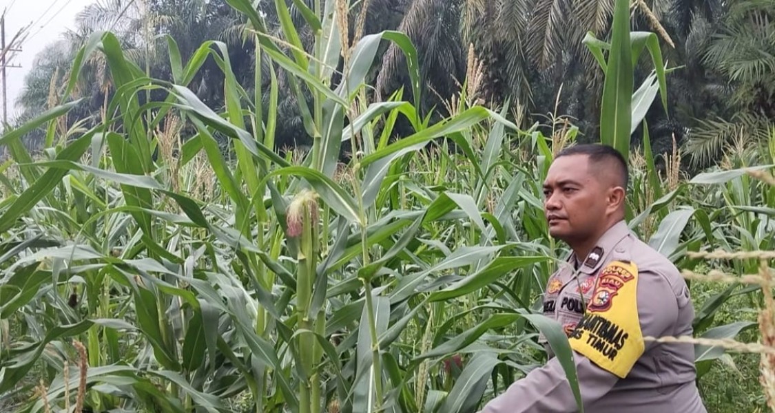 Usia 95 Hari, Jagung Pipil di Minas Timur Tumbuh Subur! Polisi Turun Langsung Cek Perkembangan Tanaman Warga