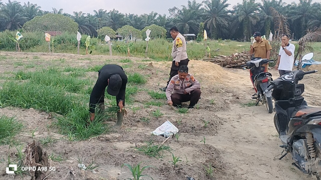 Polsek Minas Pastikan Program Ketahanan Pangan Berjalan, Tanaman Jagung di Rantau Bertuah Mulai Tumbuh Baik Meski Dihadapkan Hama dan Cuaca Ekstrem
